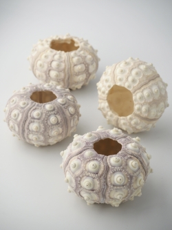 シーウーチンスプートニック（ミナミバクダンウニ）【約5～6ｃｍ】En: Sputnik urchin (size:5-6cm) 貝殻