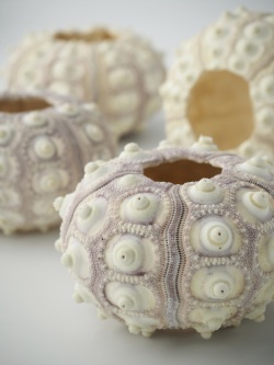 シーウーチンスプートニック（ミナミバクダンウニ）【7.5ｃｍ以上/1個】En: Sputnik urchin (size:approx.7.5cm, per 1pcs) 貝殻