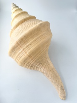 アラフラオオニシ磨きNO.2023【約49ｃｍ/約2500ｇ/1個/現品】  En: Australian Trumpet (size:49cm, weight:2500g) 貝殻