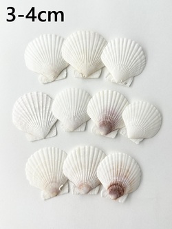 ホタテガイ【約3～4ｃｍ/10枚】[メール便可]En: Japanese Scallop(size:3-4cm, per 10pcs) 貝殻