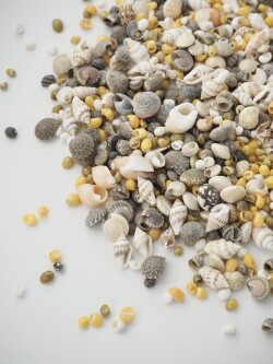 SSミックス【約0.5～1.5cｍ】[メール便対象-500gまで]En: Small Small Shell assorted(Size:0.5-1.5cm,)