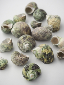 ターボグリーンシェル【約2.5～4.0ｃｍ】[メール便可-300ｇまで]  En: Turbo Green(Size:2.5-4cm,) 貝殻