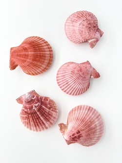 ヒオウギガイ両面-紫系-【約6～8cm/5個入】 En: Pecten Nobilis pair purple (size:6-8cm, per 5pcs)