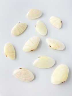 ヒメニッコウガイ両面【4ｃｍ前後/10個入】[メール便可-6袋まで]  En:Tellinella staurella pair (size:approx.4cm, per 10pcs) 貝殻