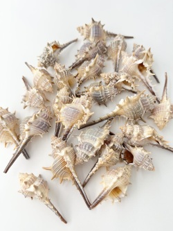 コアッキガイ【約6～9cm】 En: Murex trapa (size: 6-9cm) 貝殻