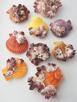 ヒオウギガイ(フジツボ付き)【約6～7cm/1個】  En: Pecten Nobilis with barnacles(size:6-7cm, per 1pc)
