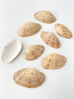 スダレガイ【約6～8cm/10枚入】 En: Paphia euglypta (Size:6-8cm, per 10pcs) 貝殻