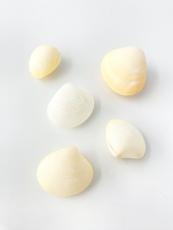 イエローコクルス【約2.5～4ｃｍ/5個】[メール便可-8袋まで]   En: Yellow Cockles(Size:2.5-4cm, per 5pcs) 貝殻