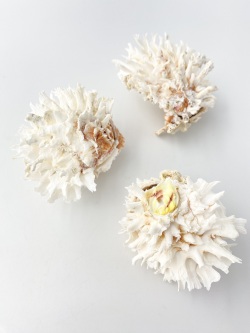 ヒレインコ【約7～9ｃｍ/1個】 En: Chama lazarus (size:7-9cm, per 1pc) 貝殻