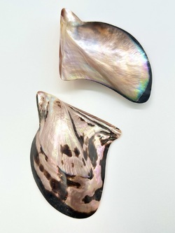 マベ　タイガーピンク 磨き【13ｃｍ前後/1枚】  En: Brown lip polished -tiger pink- (size:13cm, per 1pc) 貝殻