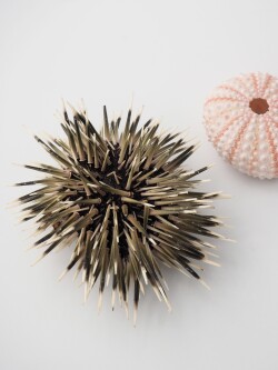 ピンクウーチン(ナガウニ)(トゲ・アリストテレスの提灯付き)【約6～8ｃｍ前後/1個入】 貝殻