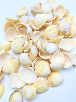 ヒヨコガイ-大-【約3～4ｃｍ/約500ｇ】En:  Yellow clam (size:3-4cm) 貝殻