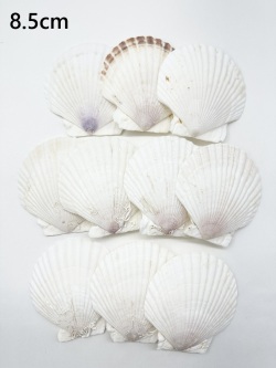 ホタテガイ【約8.5ｃｍ/10枚】[メール便可-2袋まで]　En: Japanese Scallop(size:8.5cm, per 10pcs) 貝殻