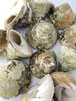 タカセガイ原貝 詰め合わせ（ミックスサイズ）200ｇ～500ｇ程度のミックス  En:Tectus niloticus  (Size: 200-500g)