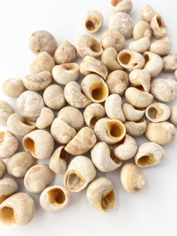 サラサダマガイ【約1.5～2.0ｃｍ】[メール便可-400ｇまで]En:Chrysostoma paradoxum (Size:1.5-2.0cm)