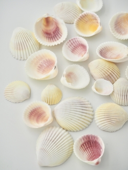 フラバス(リュウキュウザルガイ)【約3～5ｃｍ】[メール便可-300ｇまで]  En: Flavas (Size:3-5cm) 貝殻