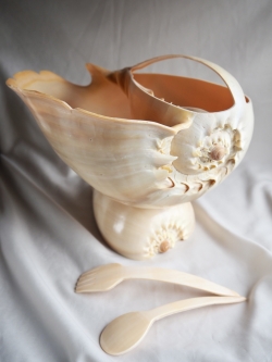メロディアデマ ボウル【縦18cm程度 横25cm程度 高さ17cm程度/1個】En: Shell cup- Melo diadema- (Size:W25,D18,H17cm, per 1pc)