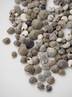 ブラック アンボンニュ(サラサキサゴ)【約1±0.5ｃｍ】[メール便可-500ｇまで]  En: Umbonium  -black- (size:1±0.5cm) 貝殻