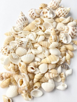 マリンベージュミックス【約1～3cｍ】[メール便対象-400gまで]En: marine beige assorted(Size:1-3cm,) 貝殻