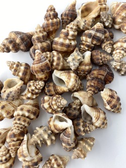 カゴメガイ【約2～3ｃｍ】[メール便可-400g]　En:Bedeva birileffi (Size:2-3cm) 貝殻