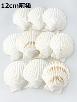 ホタテガイ【12ｃｍ前後/10枚】En: Japanese Scallop(size:12cm, per 10pcs) 貝殻
