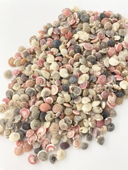 キサゴ【1cm程度】[メール便可-400ｇまで] En: Umbonium (size:1cm)