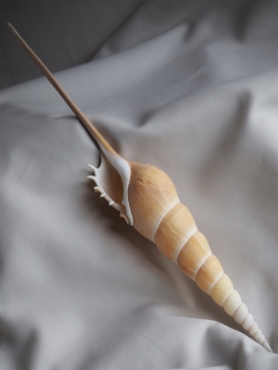 ハシナガソデガイ【21ｃｍ前後/1個】  En:Shin-bone Tibia (Size:21cm, per 1pc) 貝殻