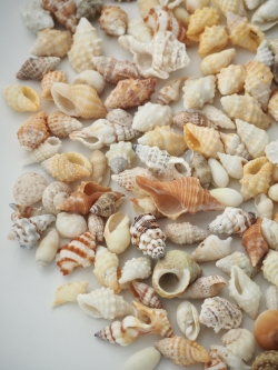 巻貝ミックス【約1.5～3.5ｃｍ】[メール便可-400ｇまで]  En: Assorted Snails (Size:1.5-3.5cm)