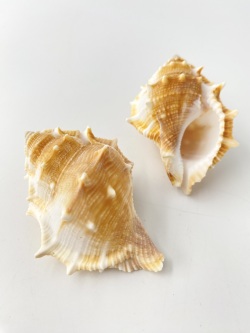 ミヤコボラ【約6～7ｃｍ/5個入】 En: Gyrineum rana (Size:6-7cm, per 5pcs) 貝殻