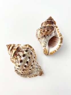 スミツキミヤコボラ【約5～7ｃｍ/5個入】[メール便可-4袋まで] En: Bufonaria crumena (Size:5～7cm, per 5pcs) 貝殻