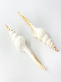 ホソニシ大【13cm以上/2本入】  En: Long-tailed Spindle (size:13cm up, per 2pcs) 貝殻