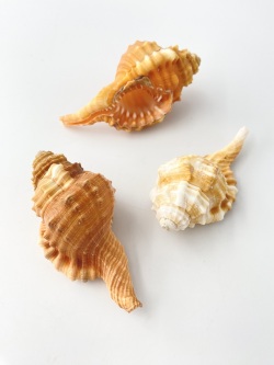 ニクイロフジツ【約6～7ｃｍ/3個入】En:Yellow-Lip Triton(Size:6-7cm, per 3pcs) 貝殻