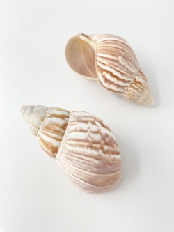 アフリカマイマイ自然【約7ｃｍ前後/5個入】En: Giant African snail (Size6.5-8cm, per 5pc) 貝殻