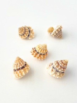 イガタマキビ【1.5ｃｍ前後/5個入】[メール便可]    En: Tectarius coronatus (Size:1.5cm, per 5pcs) 貝殻