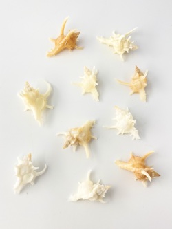 ミニ☆ムレックスアクセクロニススモール【約2～3cm/10個】[メール便可-8袋まで]