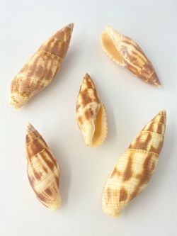 コゲフデ【約5～8ｃｍ/5本入】 En:Mitra eremitarum (size: 5-8cm, per 5pcs) 貝殻