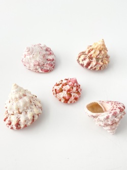 レイシウズ【約1.7～2.5ｃｍ/5個】[メール便可-12袋まで]   En:Trochus nodulosus(size:1.7-2.5cm, per 5pcs) 貝殻