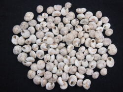 アンボンニュ-大-(サラサキサゴ)【約1.0～1.8ｃｍ/100ｇ】[メール便可-4袋まで]   En: Umbonium (size:1-1.8cm, per 100g)