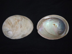 オーストラリア白アワビ 原貝【15ｃｍ前後】 En: Australia white abalone -raw shell- (size:16-18ｃｍ, per 1pc)