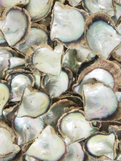 国産アコヤガイ原貝【約6～9ｃｍ/約500ｇ】En: Pinctada fucata martensii (size:6-9cm, per 500ｇ)