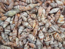 ミノムシガイ大小ミックス-B品-【約2～4ｃｍ/500ｇ】  En:Vexillum baltealatum (Size:2-4cm, per 500g) 貝殻