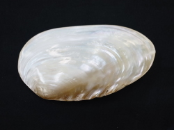 淡水真珠貝 両面 約15 17ｃｍ 1個 貝殻の問屋さん