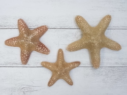 ジャングルヒトデ【約10～12ｃｍ/3個】En: Jungle starfihsh (size:10-12cm, per 3pcs) 貝殻