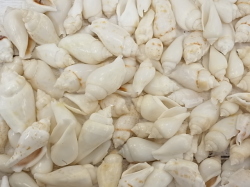 ネジマガキガイ磨き【約2.5～5.0ｃｍ/500ｇ】 貝殻