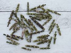 フシザオウニのトゲ【約1.3～2.3ｃｍ/5ｇ】[メール便可-50袋まで]  En: Spines of urchin (Size:1.3-2.3cm, per 5g) 貝殻