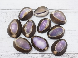 ハナマルパープルトップ 約2 5 3ｃｍ 10個 メール便可 8袋まで 貝殻の問屋さん