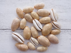 ヤナギシボリダカラ【約2～3ｃｍ/50ｇ】[メール便可-8袋まで]  En: Cypraea Isabella(Size:2-3cm, per 50g) 貝殻