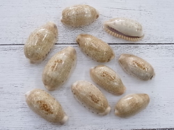 カバフダカラ【約3.0～4.5ｃｍ/10個入】[メール便可-4袋まで]　En: Cypraea caurica(Size:3-4.5cm, per 10pcs) 貝殻