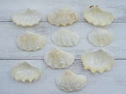 ヒメジャコガイ片面 ミニ 約4 5 6ｃｍ 10枚入 貝殻の問屋さん