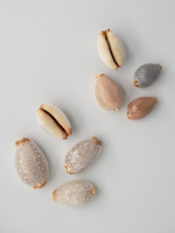 シボリダカラ・サメダカラ【約1.3～2.5ｃｍ/各1個】[メール便可] 貝殻